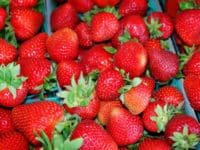 Skatteverket hårdgranskar marknader och jordgubbsförsäljare i sommar