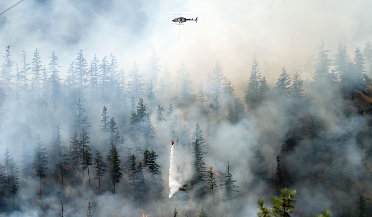 
				Sommarens skogsbränder har drabbat skogsbruket hårt. Foto: Getty Images		