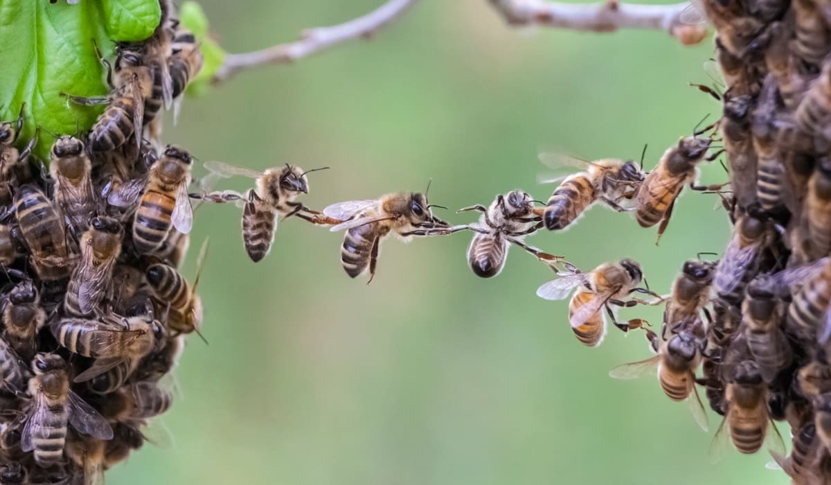 
				Smart app frun Beescanning ska rädda våra bin. Foto: Getty Images		